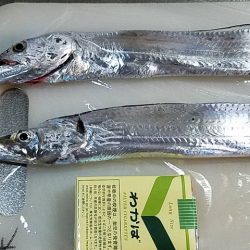 太刀魚好調で場所がない